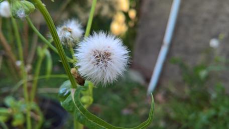 Delicate Dandelion Fluff in Nature's Embrace wallpaper