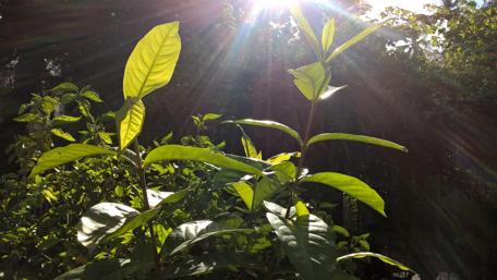 Sunlit Leaves Bathed in Nature's Glow wallpaper