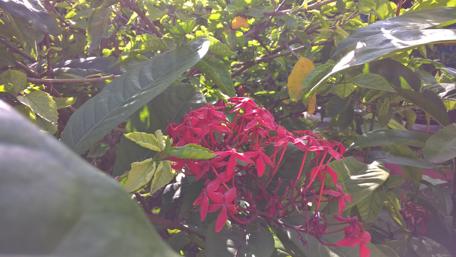 Vibrant Red Blossoms Amidst Lush Greenery wallpaper