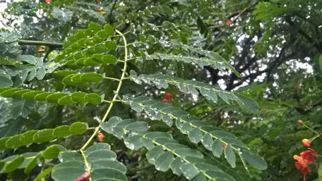 Refreshing Raindrops on Lush Green Leaves wallpaper
