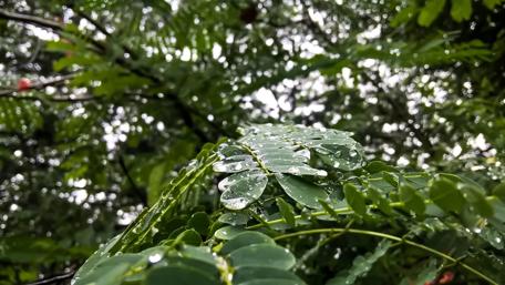 Refreshing Raindrops on Lush Green Leaves wallpaper
