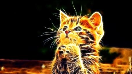 Fiery Whiskers of Curiosity wallpaper