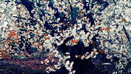 Blossoming Elegance in Nature's Embrace wallpaper