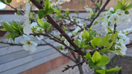 Blooming Spring Flowers in Tehran Beauty of Nature wallpaper