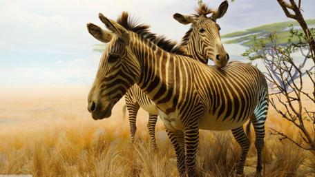 Majestic Zebras in their Natural Habitat wallpaper