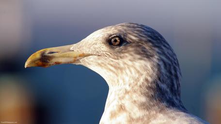 Seagull Elegance in Nature's Realm wallpaper