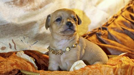 Adorable Puppy with Sparkling Necklace in Cozy Setting wallpaper