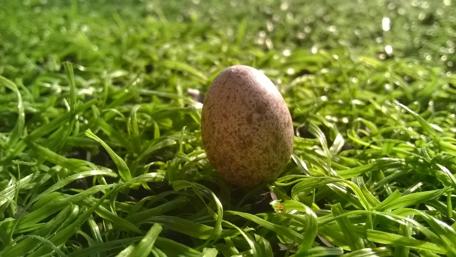 Egg Amidst Lush Greenery Capturing Nature's Beauty wallpaper