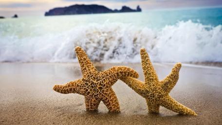 Starfish Best Friends on the Beach wallpaper