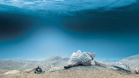 Underwater Serenity with Seashells wallpaper