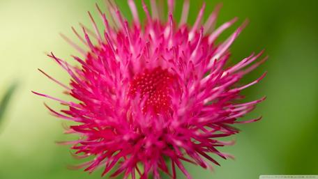 Vibrant Pink Blossom in Nature's Embrace wallpaper