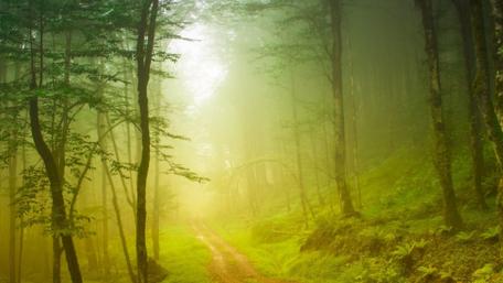 Misty Forest Pathway at Twilight wallpaper