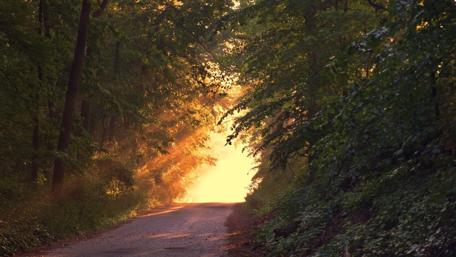 Golden Rays Through the Forest Pathway wallpaper