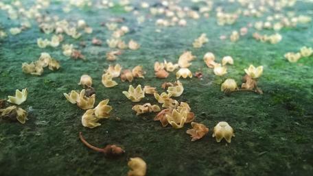 Delicate Petals on a Vibrant Green Carpet wallpaper