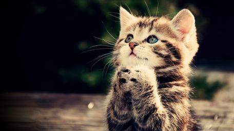Kitten Contemplating Life's Mysteries wallpaper