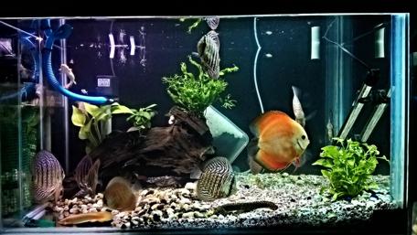 Colorful Aquarium Display with Tropical Fish and Lush Plants wallpaper
