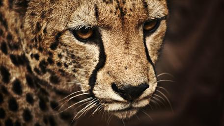 Majestic Cheetah Close-Up Wallpaper wallpaper
