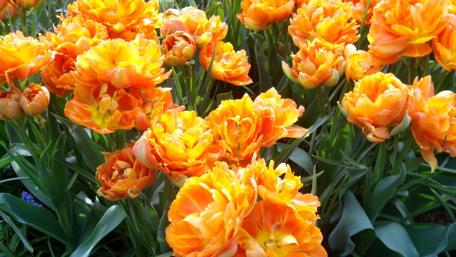 Vibrant Orange Tulips in Bloom wallpaper