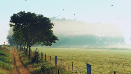 Serene Morning in Nature's Embrace wallpaper