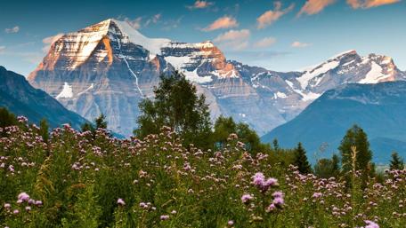 Majestic Mountains Surrounded by Vibrant Wildflowers wallpaper