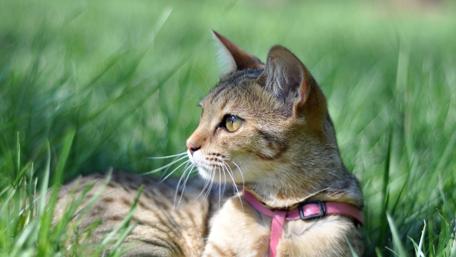 Charming Feline in Nature's Embrace wallpaper