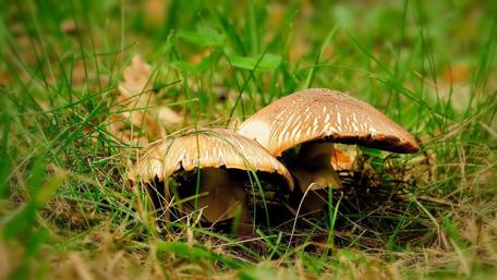 Mushrooms Nestled Amongst Lush Green Grass wallpaper