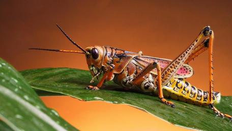 Colorful Grasshopper on Green Leaf wallpaper