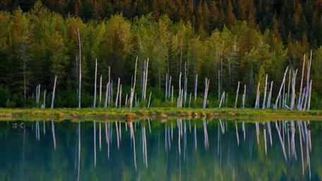 Serene Reflections of Nature's Beauty wallpaper