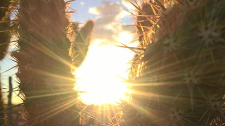 Golden Sunrise Through Cacti Spines wallpaper