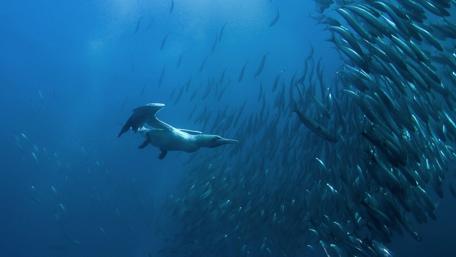 Underwater Dance of the Sea Lion and Fish School wallpaper
