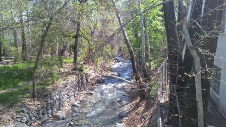 Serene Forest Stream Surrounded by Lush Greenery wallpaper