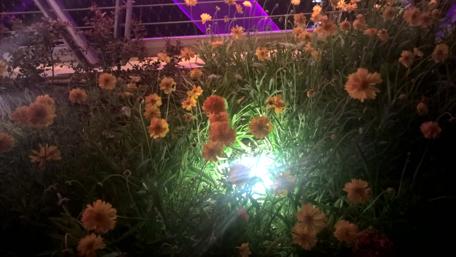 Vibrant Yellow Blooms Illuminated at Night wallpaper
