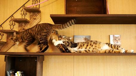 Cat Shenanigans on Shelves wallpaper