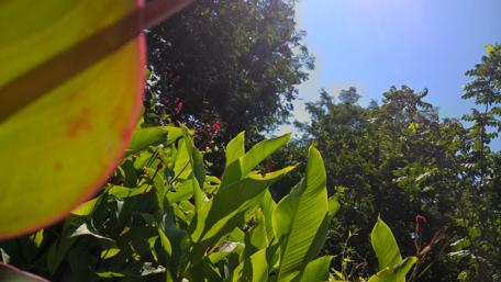 Vibrant Greenery Under Blue Skies wallpaper