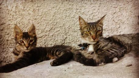Charming Striped Cats Relaxing Together wallpaper