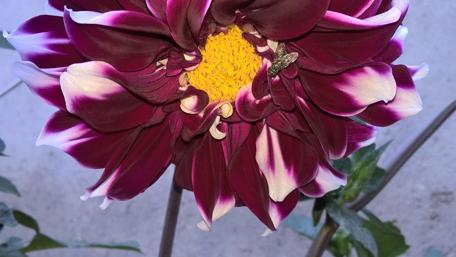 Vibrant Dahlia in Bloom Bringing Nature's Beauty Home wallpaper