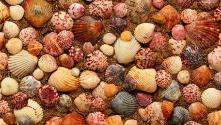 Sea Shell Symphony in Sand wallpaper