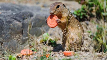 Cute Rodent Enjoying Carrot Treats in Nature wallpaper