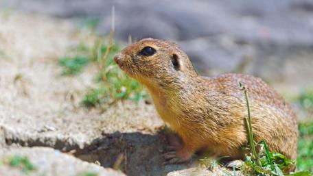 Charming Rodent in Natural Habitat wallpaper