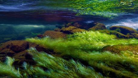 Serene Underwater Landscape with Lush Green Moss wallpaper