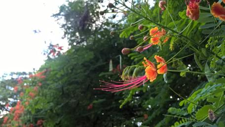 Vibrant Blossoms Amidst Lush Greenery wallpaper