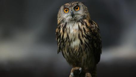 Intense Gaze of a Wild Owl wallpaper