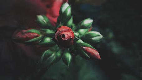 Blooming Beauty of a Rosebud wallpaper