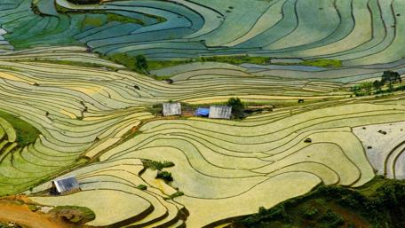 Serenity of Terraced Rice Fields wallpaper
