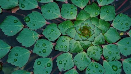 Vibrant Green Leaves in Tranquil Water Scene wallpaper
