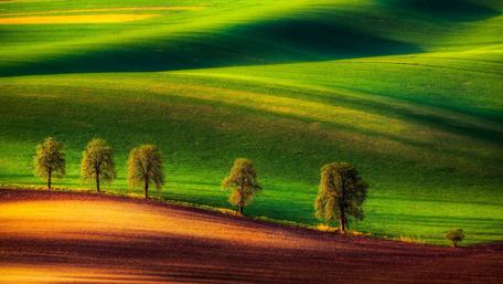 Vibrant Green Hills and Trees Under a Sunny Sky wallpaper