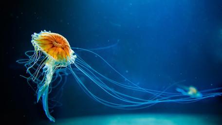Graceful Jellyfish Gliding Through Deep Blue Waters wallpaper