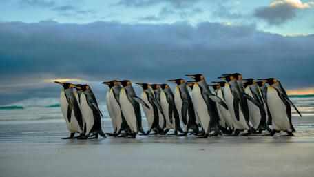 Waddle of Penguins on a Beach Stroll wallpaper