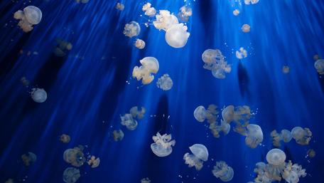 Graceful Jellyfish Dancing in Ocean Depths wallpaper