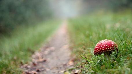 Vibrant Mushroom in a Serene Pathway wallpaper